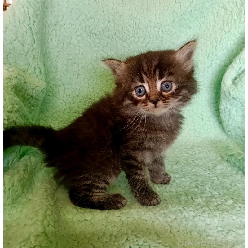 販売中の山形県のサイベリアン-138791の2枚目