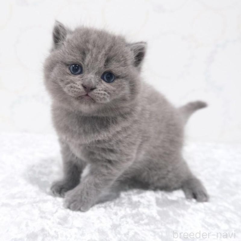 販売中の奈良県のブリティッシュショートヘア-138790