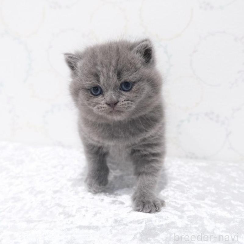 販売中の奈良県のブリティッシュショートヘア-138790の4枚目