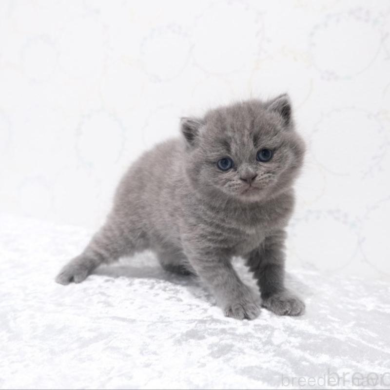 販売中の奈良県のブリティッシュショートヘア-138790の3枚目