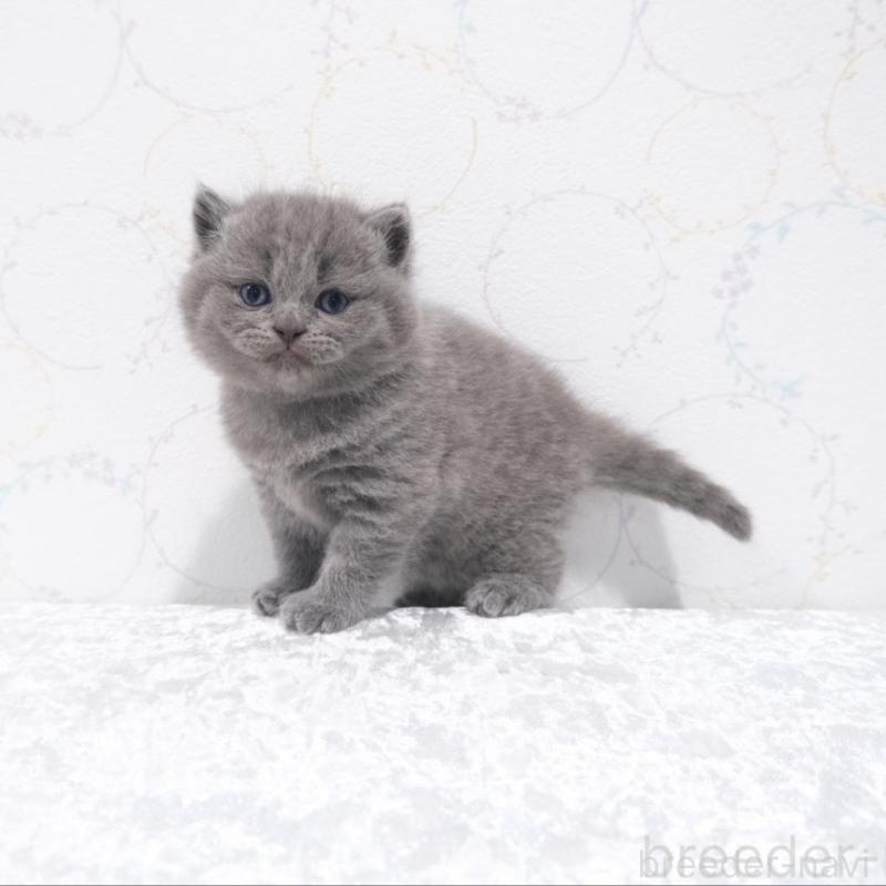 販売中の奈良県のブリティッシュショートヘア-138790の2枚目