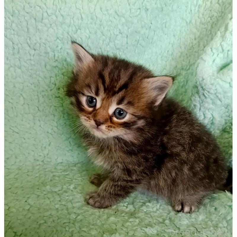 販売中の山形県のサイベリアン-138792の5枚目