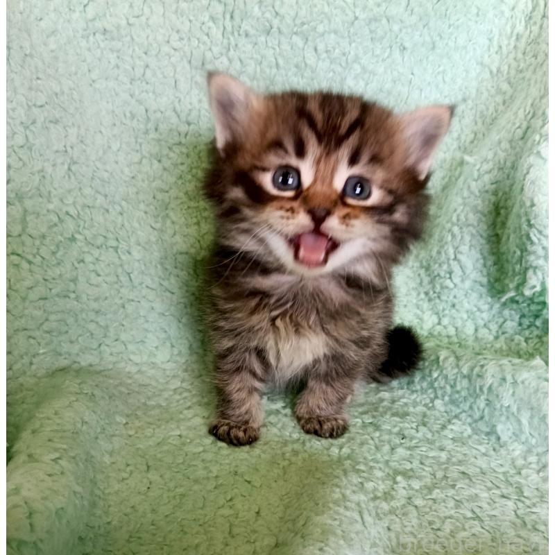 販売中の山形県のサイベリアン-138792の4枚目