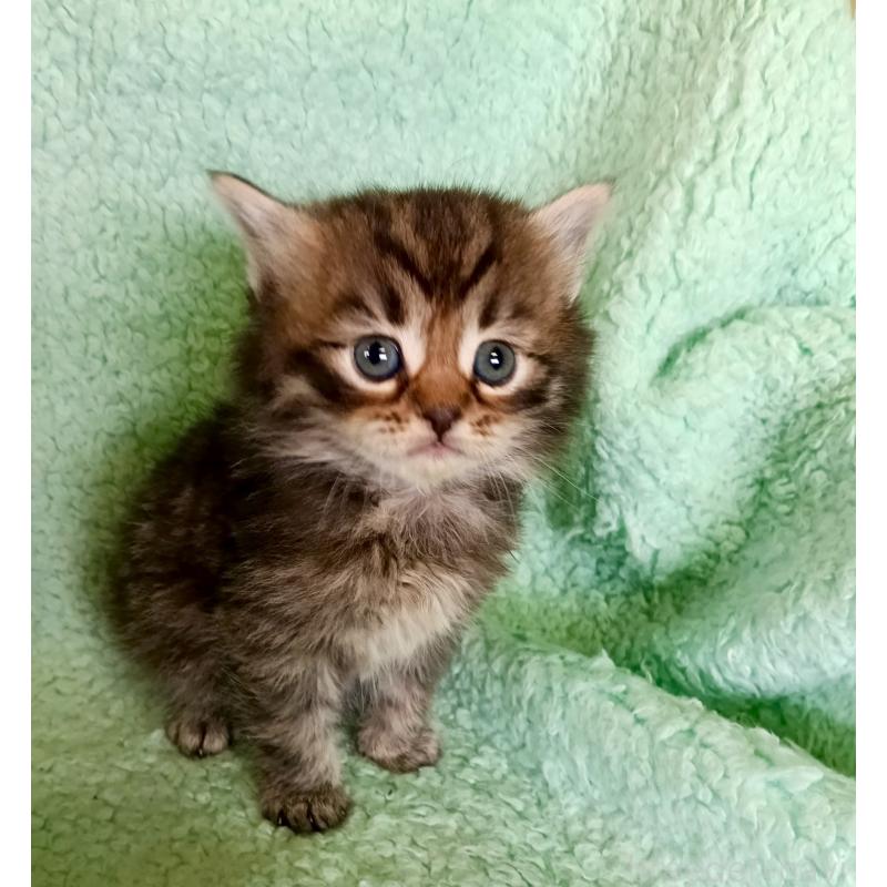 販売中の山形県のサイベリアン-138792の3枚目