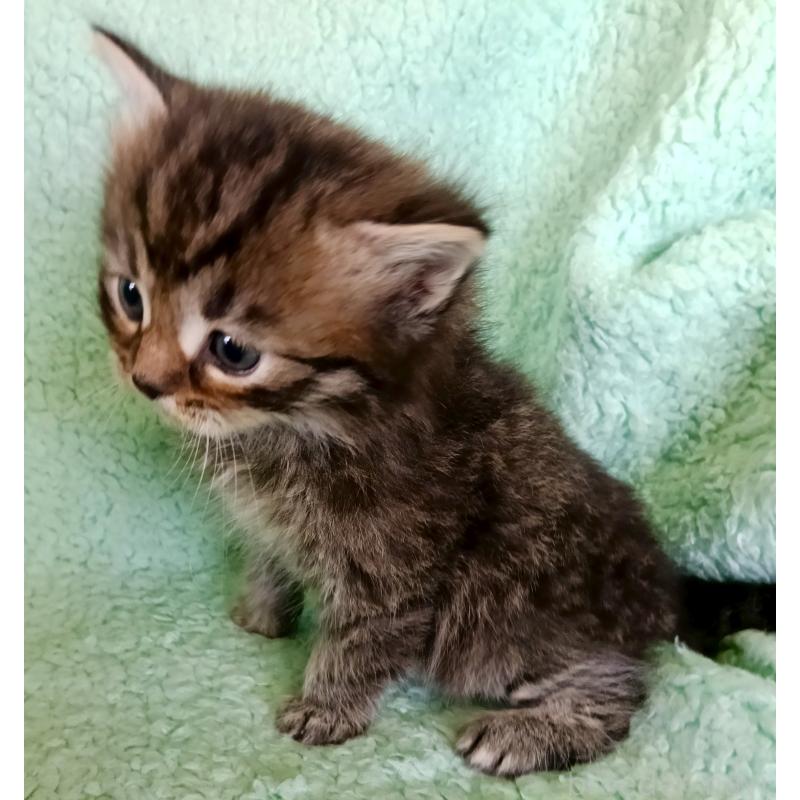 販売中の山形県のサイベリアン-138792の2枚目