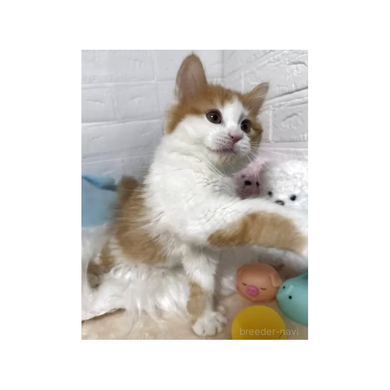 販売中の埼玉県のミヌエット-138793の2枚目