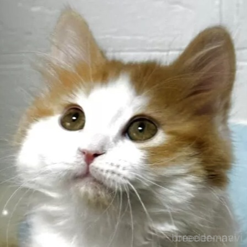 販売中の埼玉県のミヌエット-138793