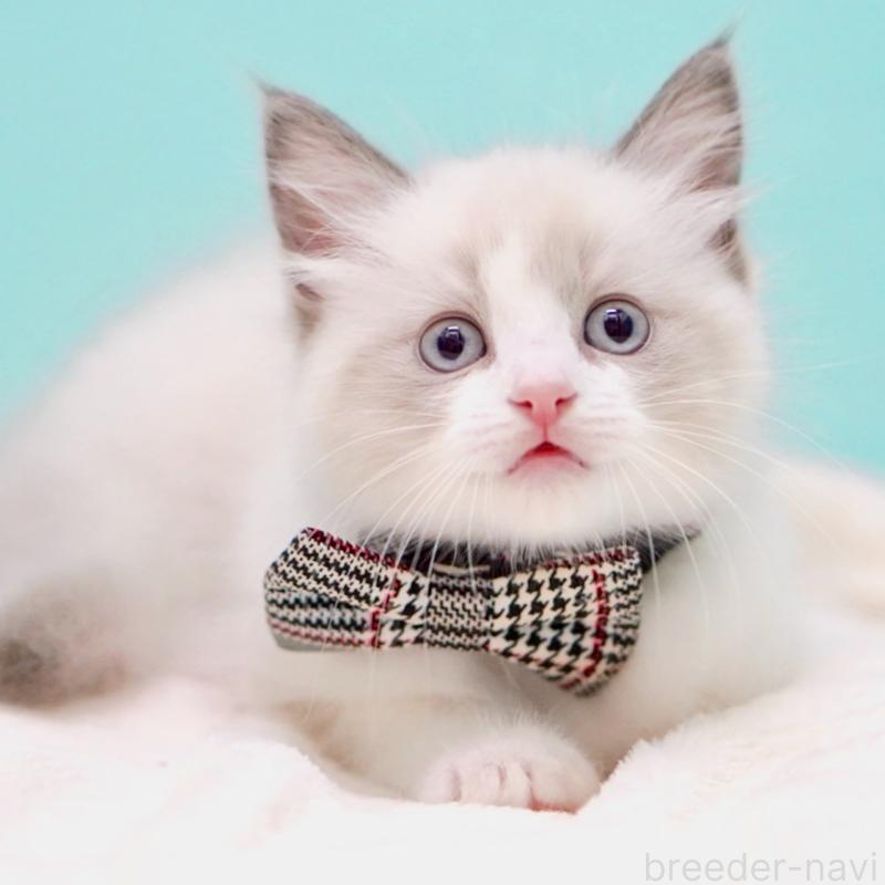 販売中の東京都のラグドール-136550