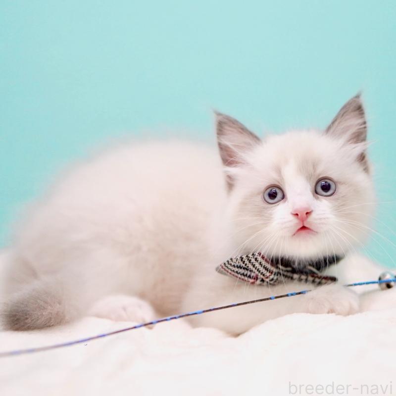 販売中の東京都のラグドール-136550の15枚目