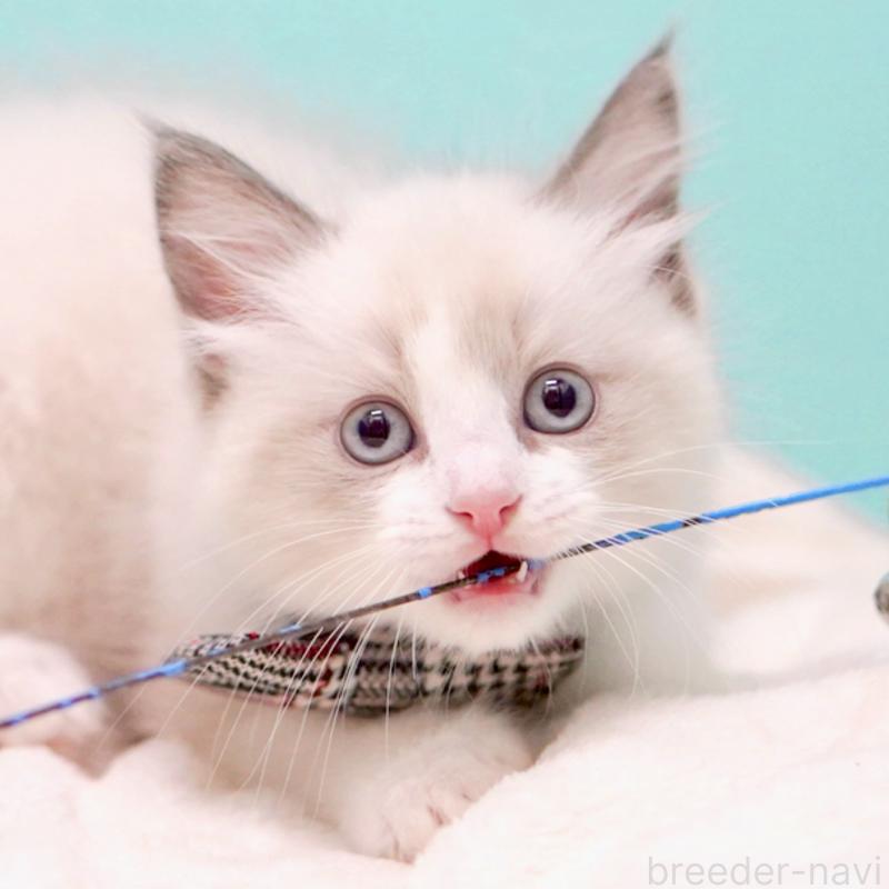 販売中の東京都のラグドール-136550の14枚目