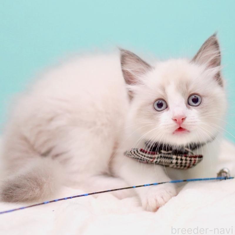 販売中の東京都のラグドール-136550の13枚目