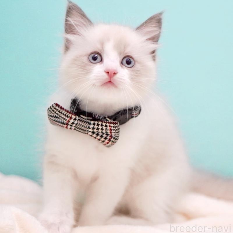 販売中の東京都のラグドール-136550の12枚目