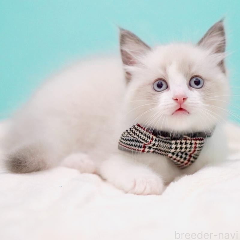 販売中の東京都のラグドール-136550の11枚目