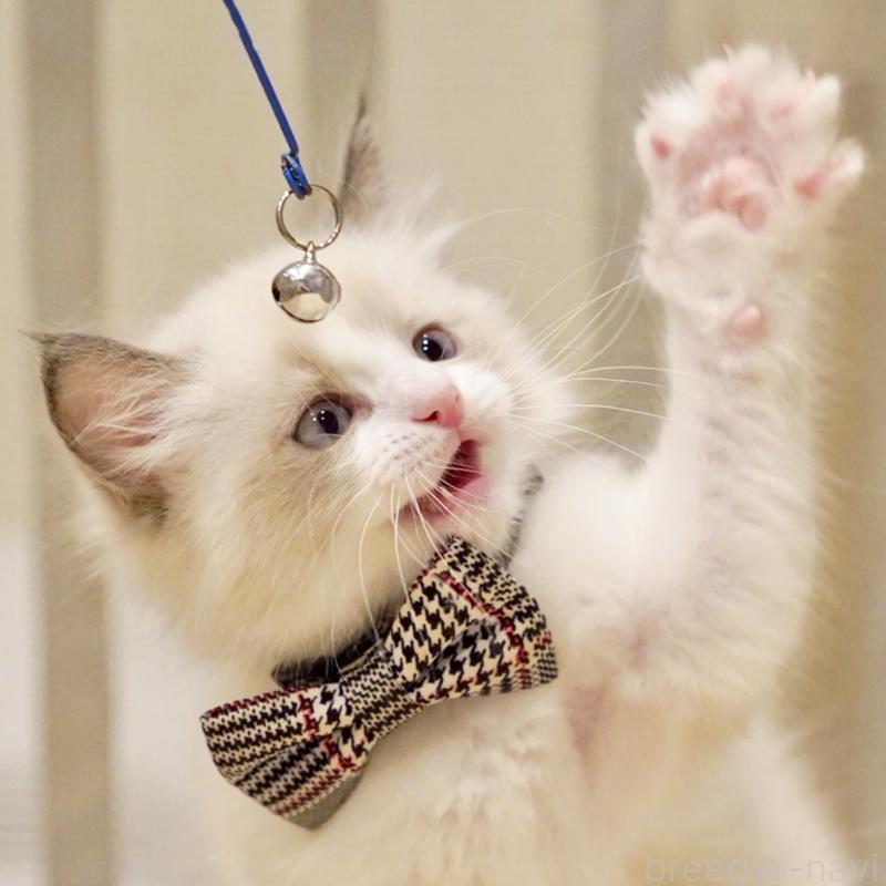 販売中の東京都のラグドール-136550の10枚目