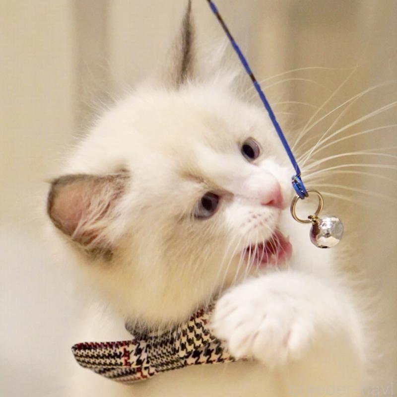 販売中の東京都のラグドール-136550の9枚目