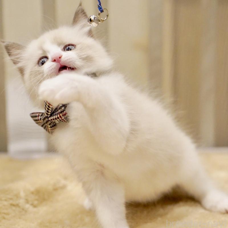 販売中の東京都のラグドール-136550の8枚目