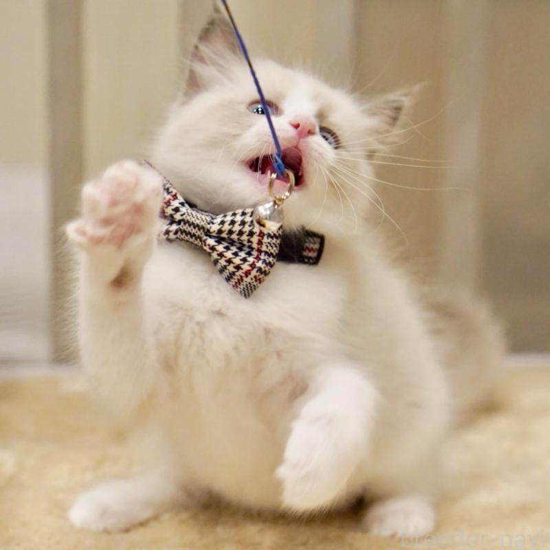 販売中の東京都のラグドール-136550の7枚目