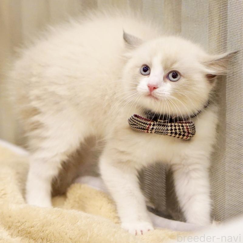 販売中の東京都のラグドール-136550の6枚目