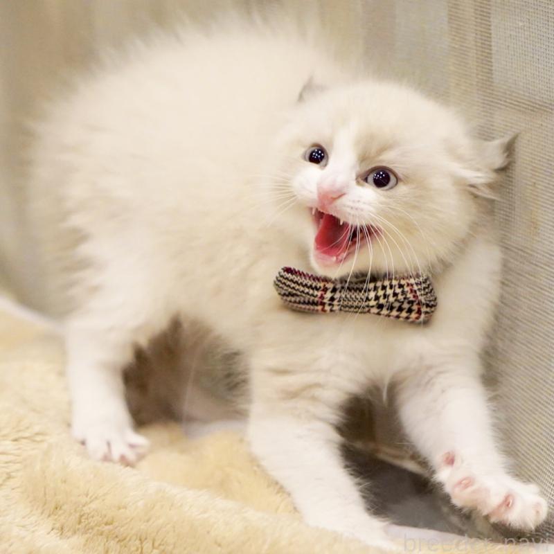 販売中の東京都のラグドール-136550の5枚目