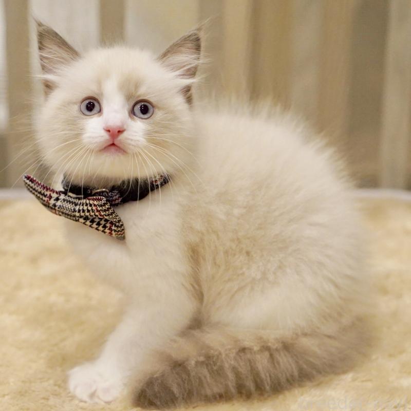 販売中の東京都のラグドール-136550の4枚目