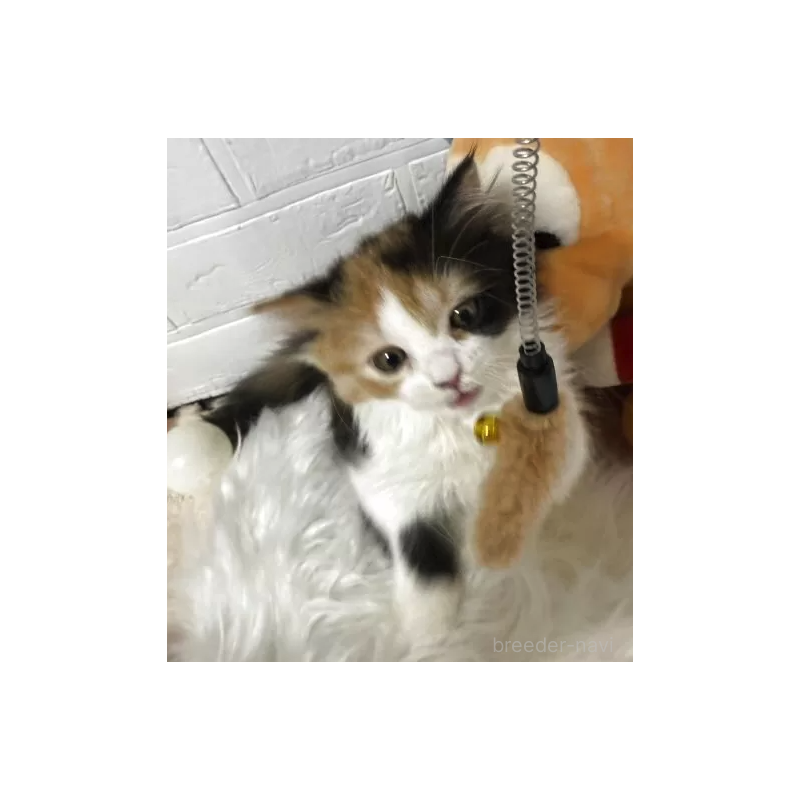 販売中の埼玉県のミヌエット-138795の3枚目