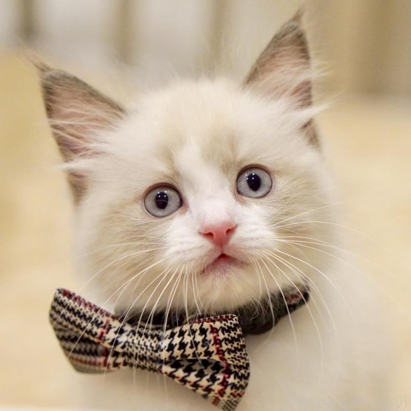 販売中の東京都のラグドール-136550の3枚目