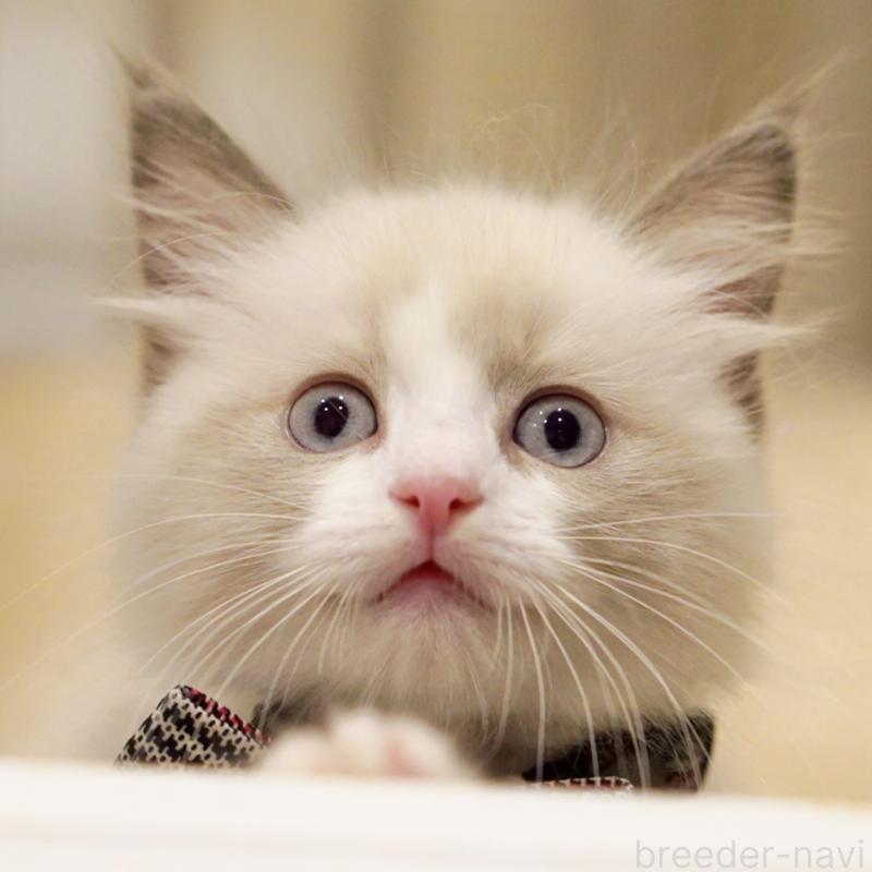 販売中の東京都のラグドール-136550の2枚目