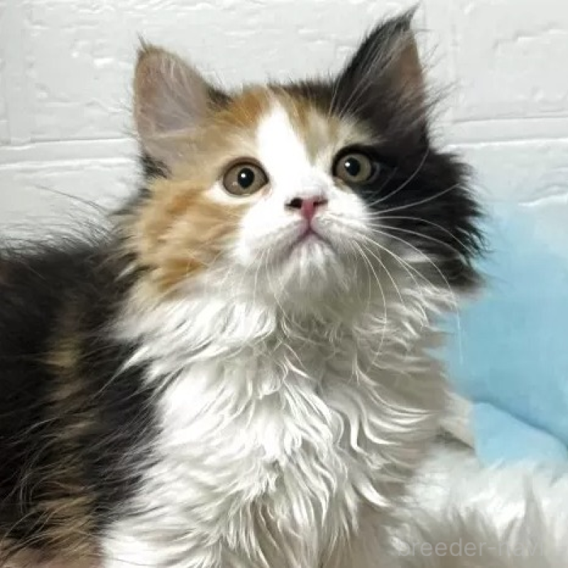 販売中の埼玉県のミヌエット-138795