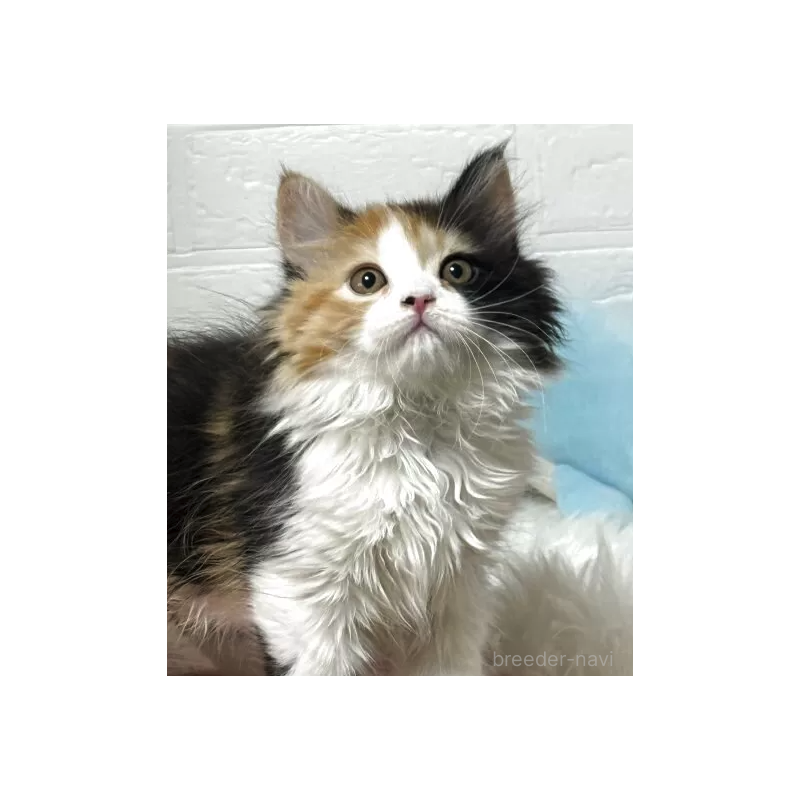 販売中の埼玉県のミヌエット-138795の2枚目