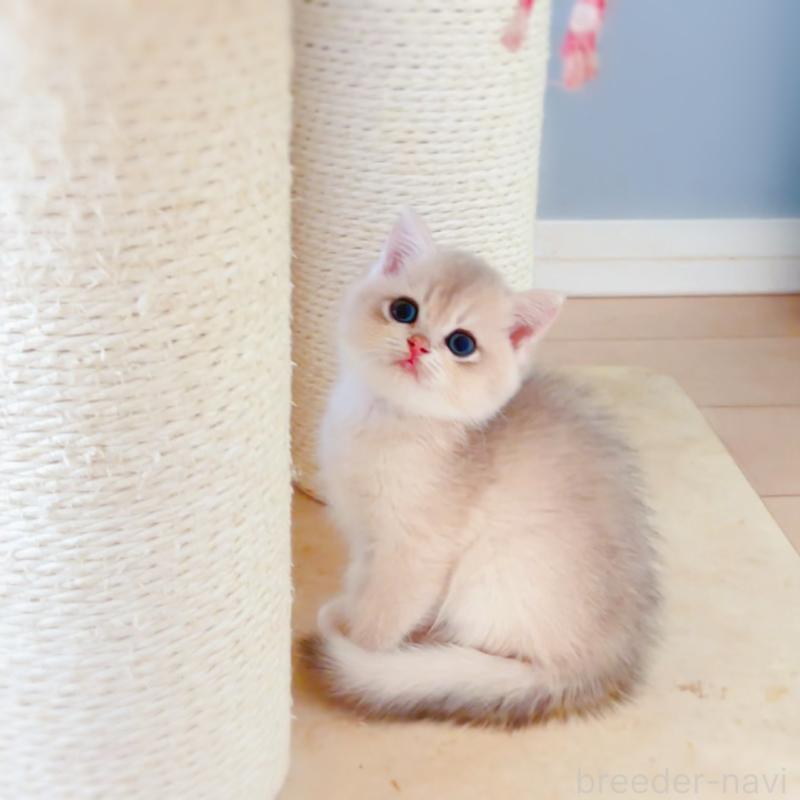 成約済の埼玉県のブリティッシュショートヘア-138796の2枚目