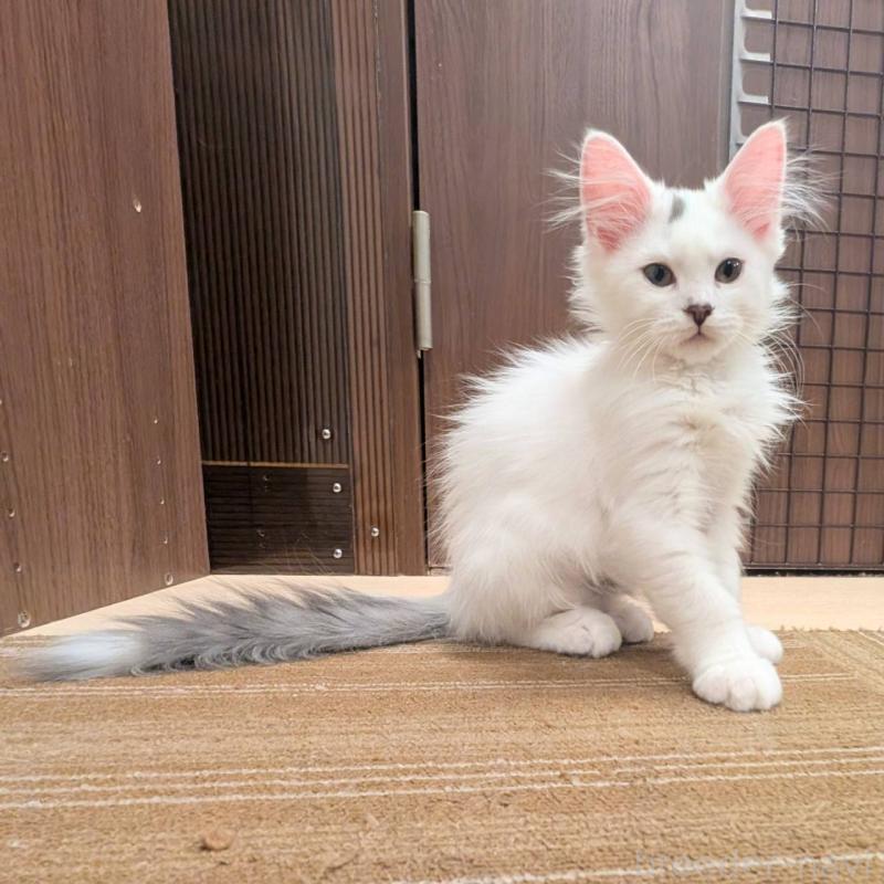 販売中の栃木県のマンチカン-133661の2枚目