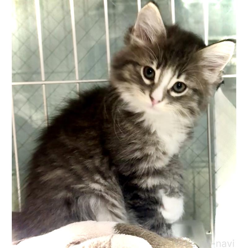 販売中の東京都のノルウェージャンフォレストキャット-137403の4枚目