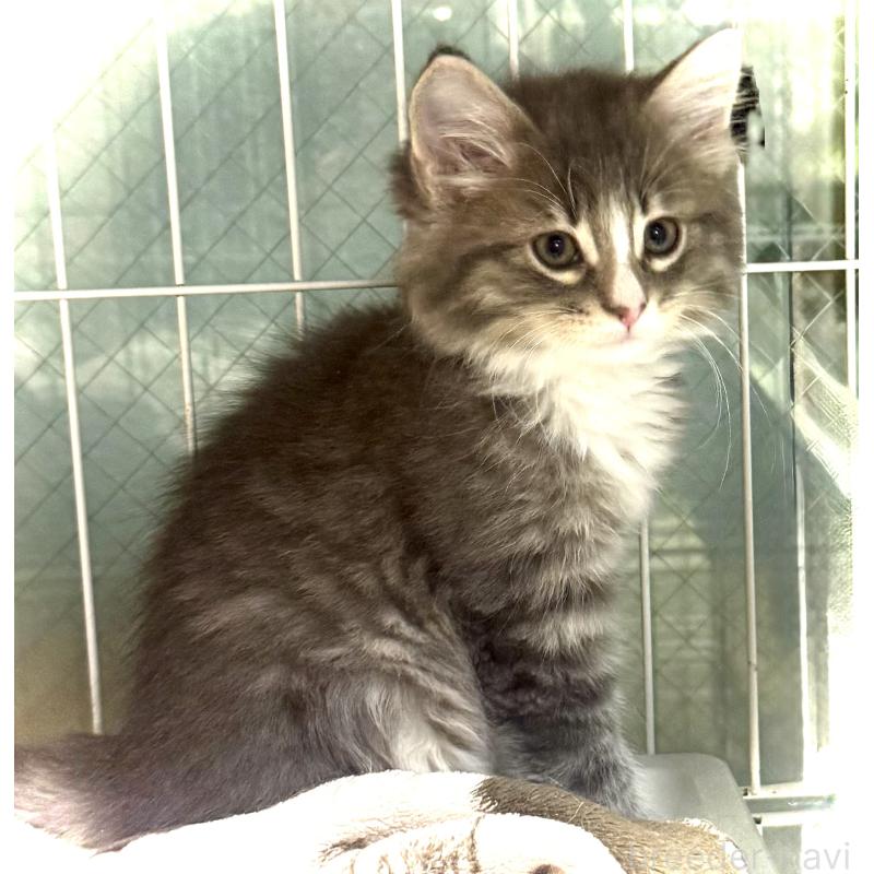 販売中の東京都のノルウェージャンフォレストキャット-137403の3枚目