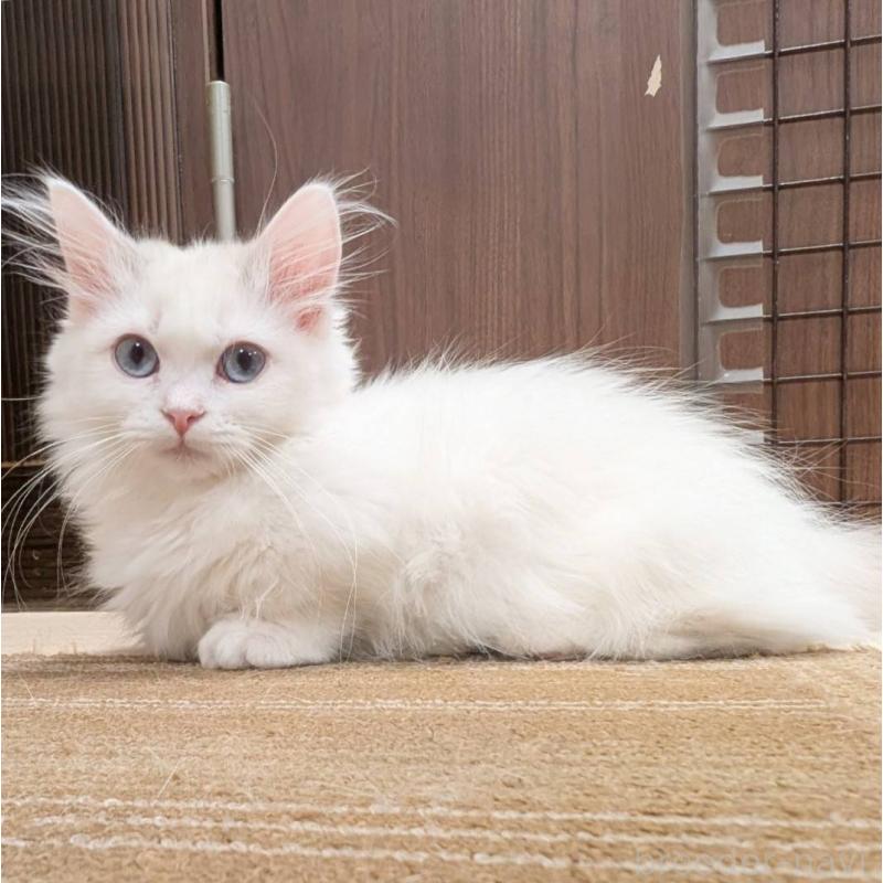 販売中の栃木県のマンチカン(短足)-137308