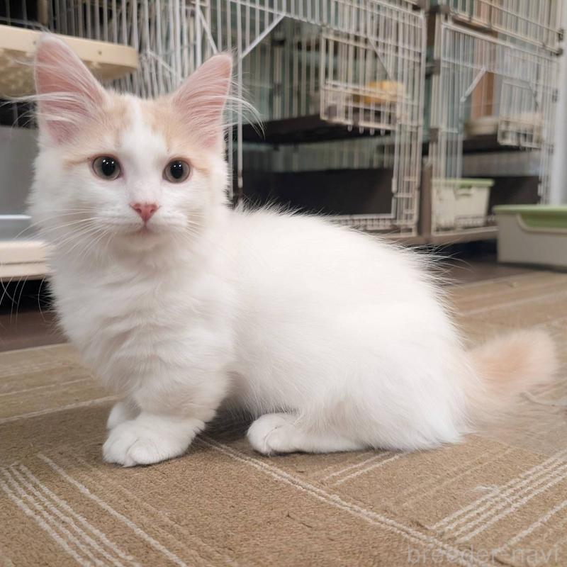 販売中ののマンチカン(短足)-133655