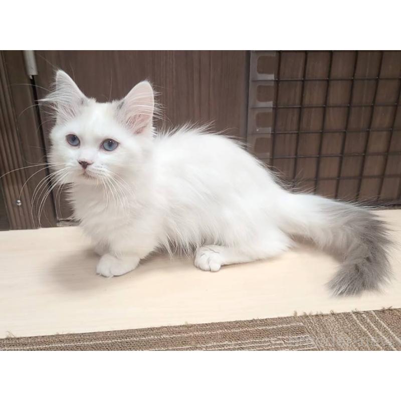 販売中の栃木県のマンチカン(短足)-133657の4枚目