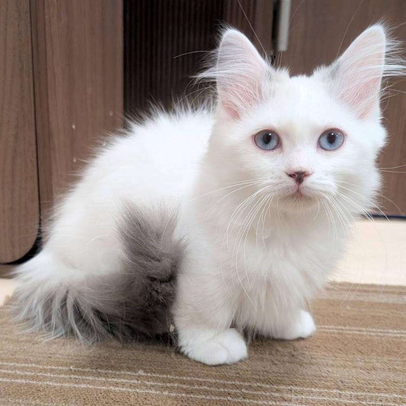 販売中の栃木県のマンチカン(短足)-133657の1枚目