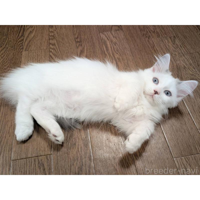 販売中の栃木県のマンチカン(短足)-133657の2枚目