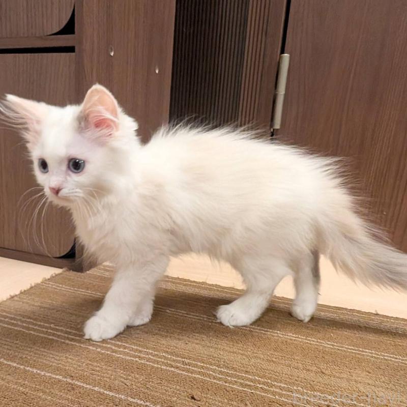 販売中の栃木県のマンチカン-138799の3枚目