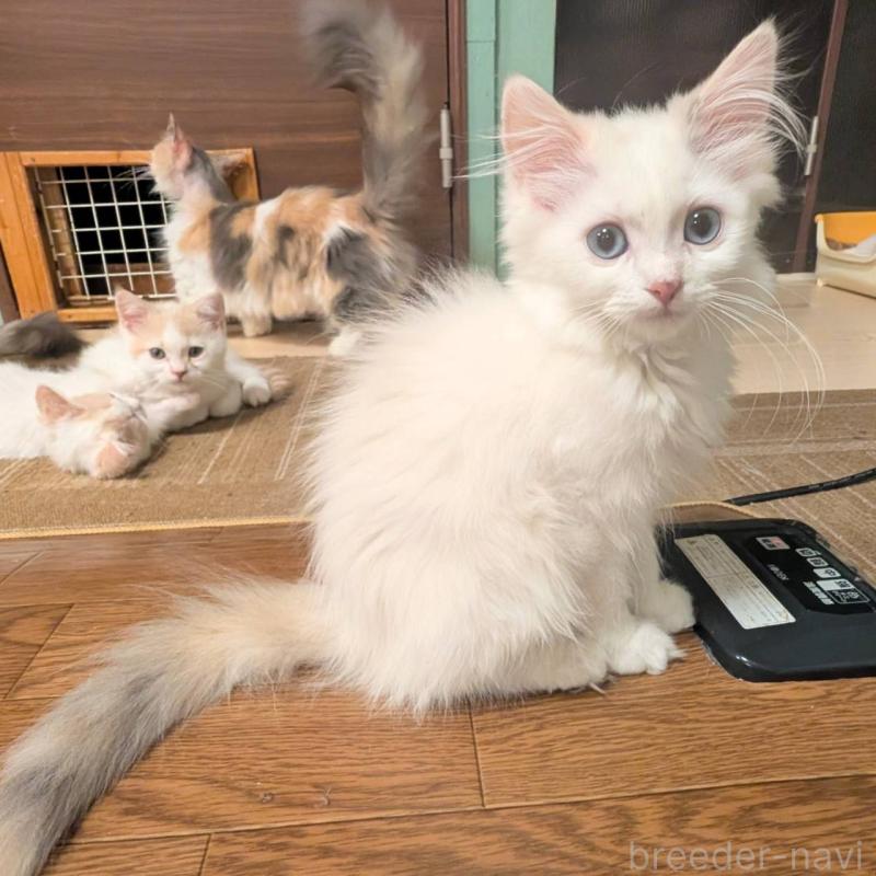 販売中の栃木県のマンチカン-138799の2枚目