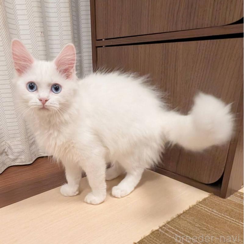 販売中の栃木県のマンチカン-138801