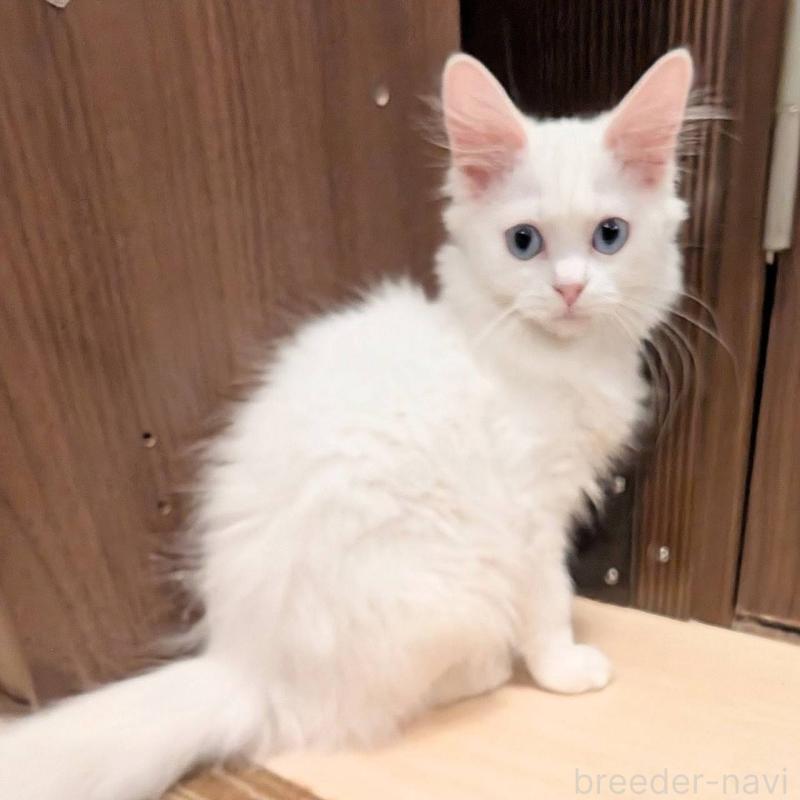 販売中の栃木県のマンチカン-138801の3枚目