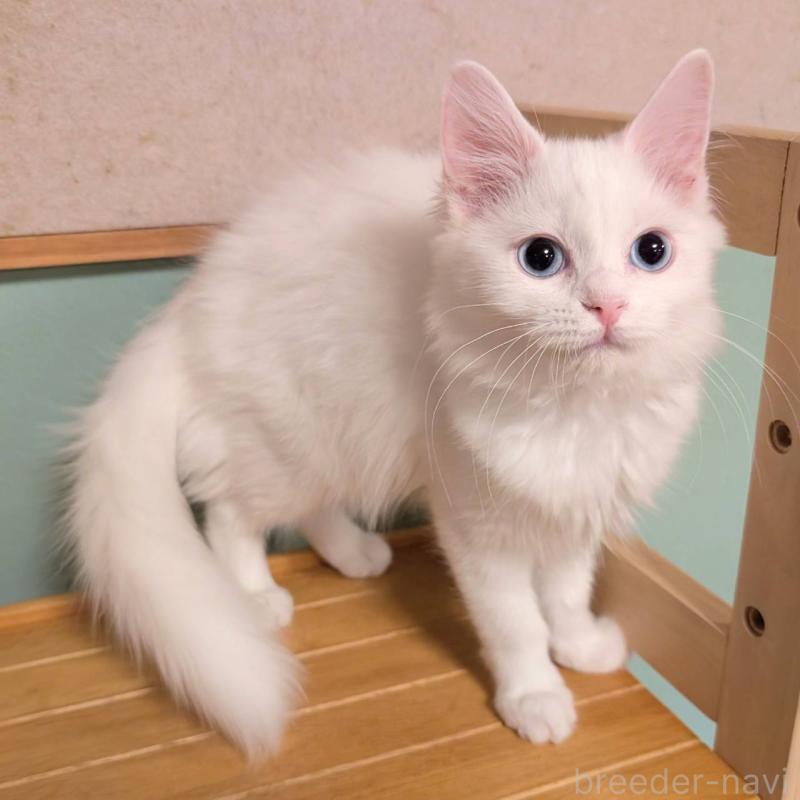 販売中の栃木県のマンチカン-138801の2枚目