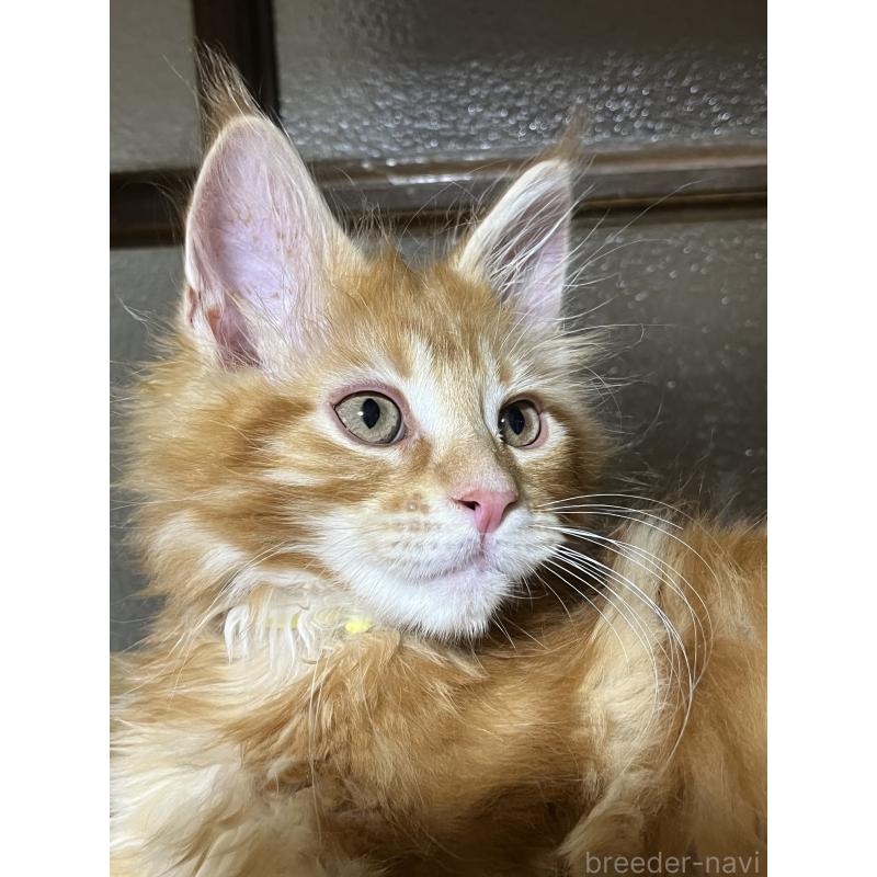 販売中の神奈川県のメインクーン-138802の7枚目