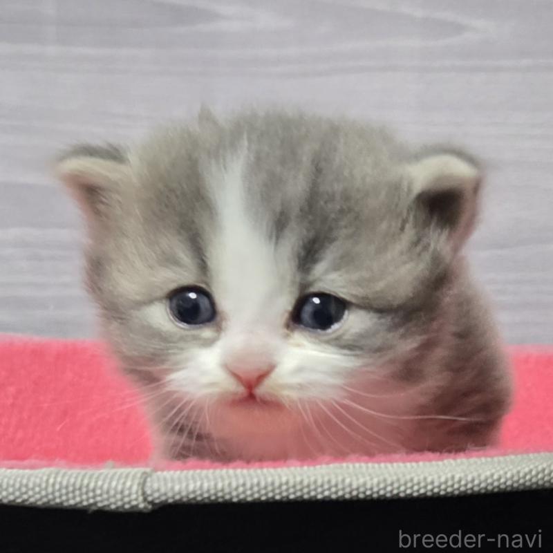 販売中の福岡県のマンチカン-138800の6枚目