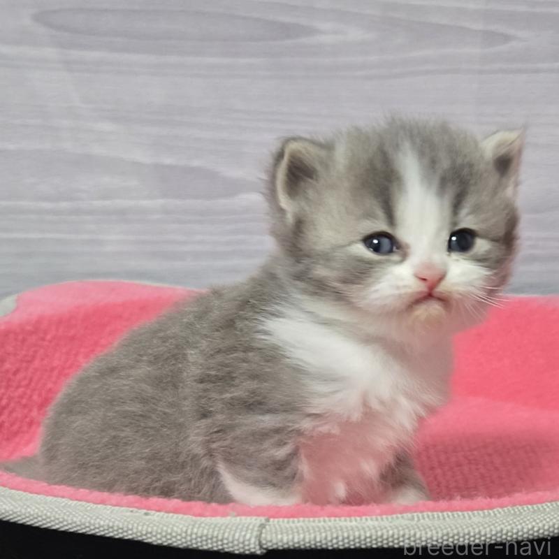 販売中の福岡県のマンチカン-138800の5枚目