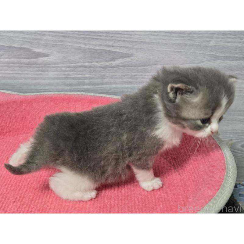 販売中の福岡県のマンチカン-138800の4枚目