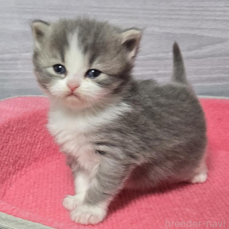 販売中の福岡県のマンチカン-138800の3枚目