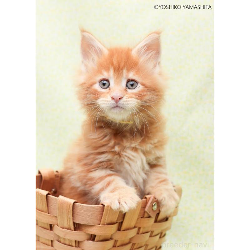 販売中の神奈川県のメインクーン-138802の3枚目