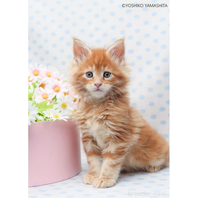 販売中の神奈川県のメインクーン-138802の2枚目